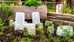 Una helada primaveral puede acabar con todos los plantones en una sola noche: qué hacer