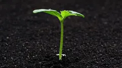 ¿Has comprado plantones demasiado pronto? Así puedes conservarlos hasta la plantación