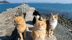 Resulta que los gatos pueden hacer amigos, pero no con todos