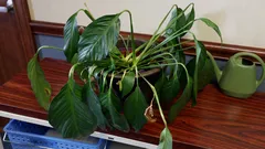 ¿Se te marchitan las flores? No es culpa del riego ni de la luz